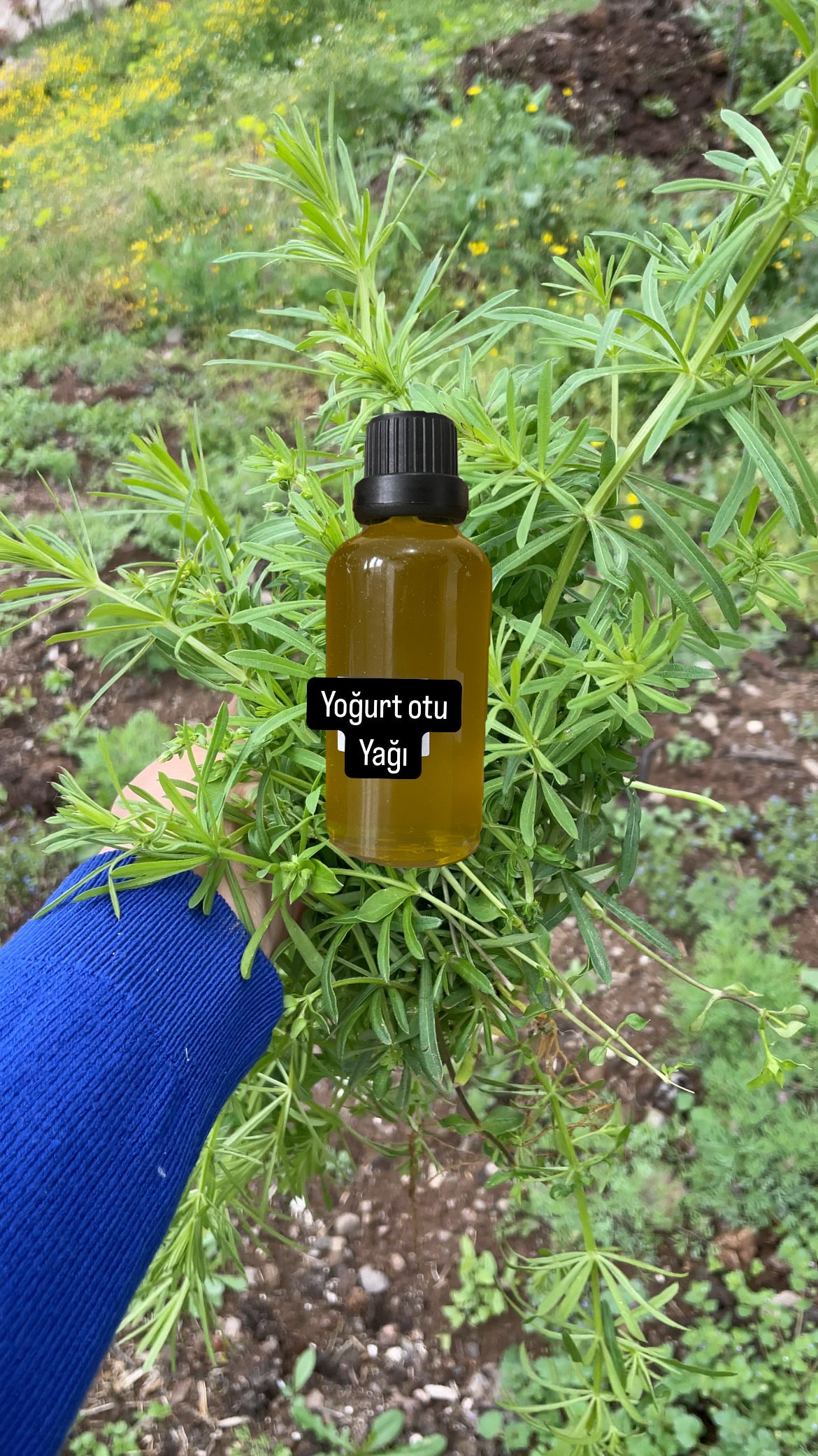 Yapışkan ot yağı (yoğurt otu yağı)