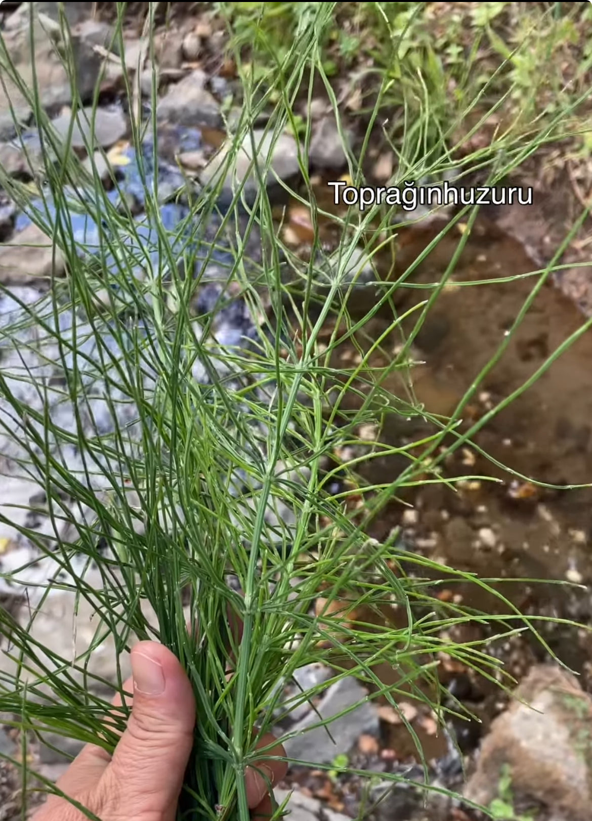 Kırk kilit otu çayı 100 gr