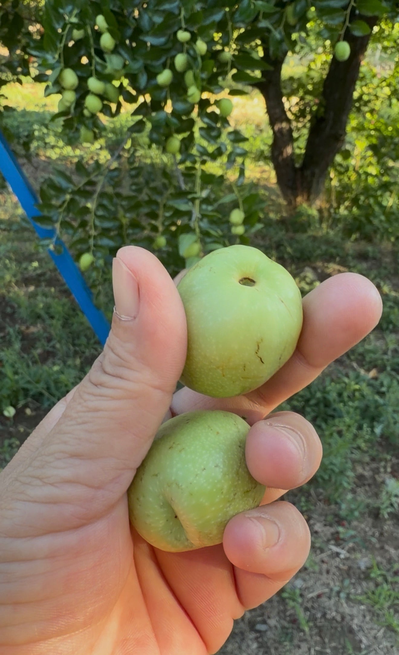 1 kg yeşil hünnap