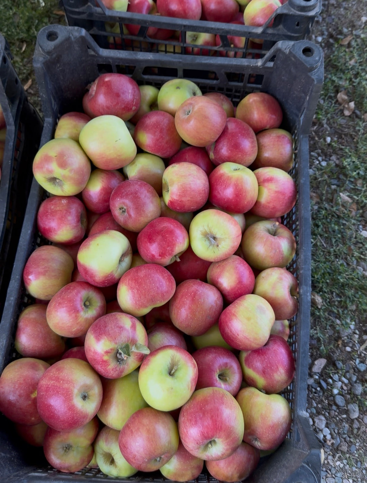 Amasya misket elması 10 kg