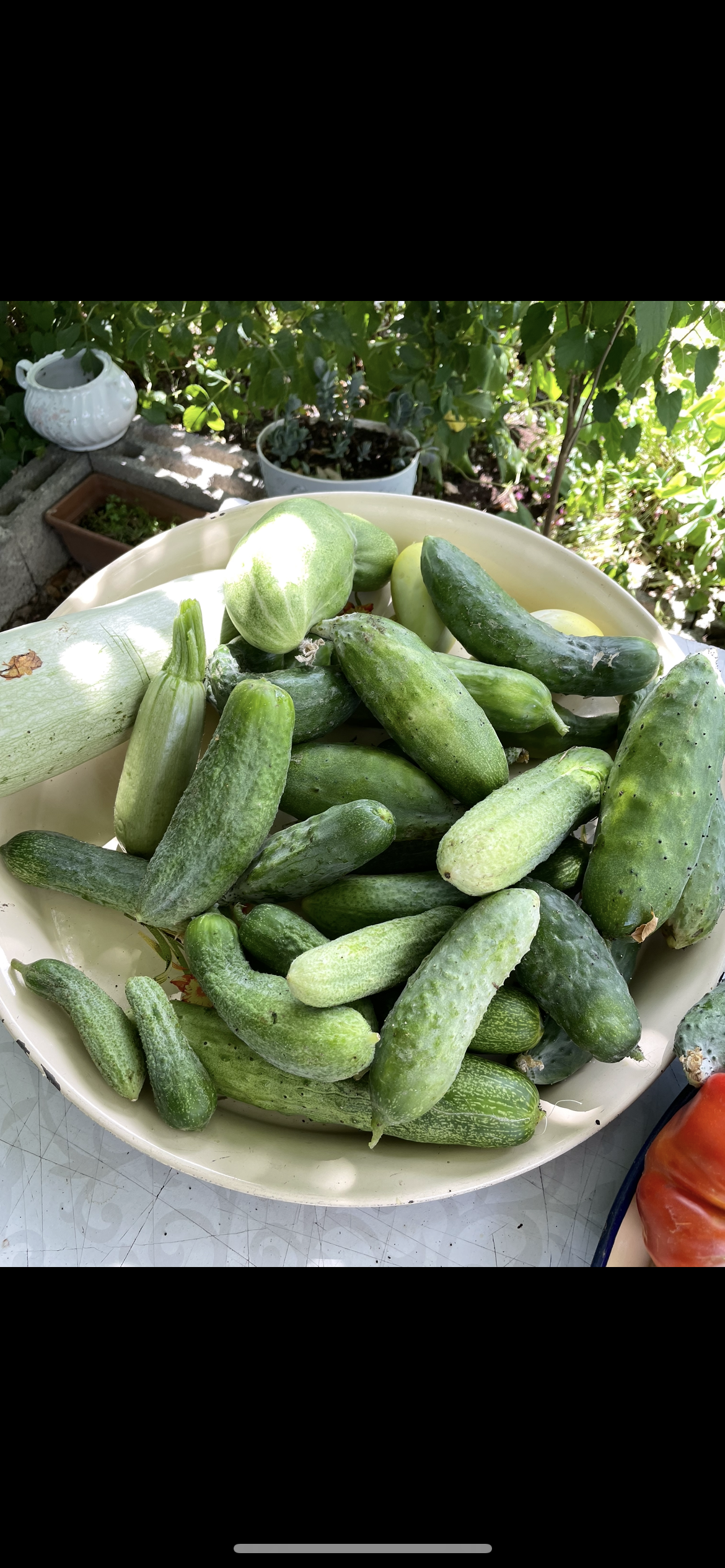 Salatalık tohumu karışık paket