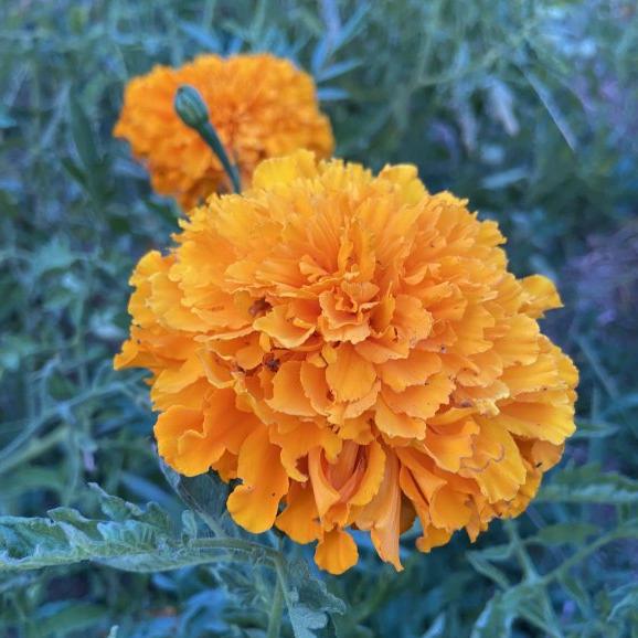 Top Kadife Çiçeği