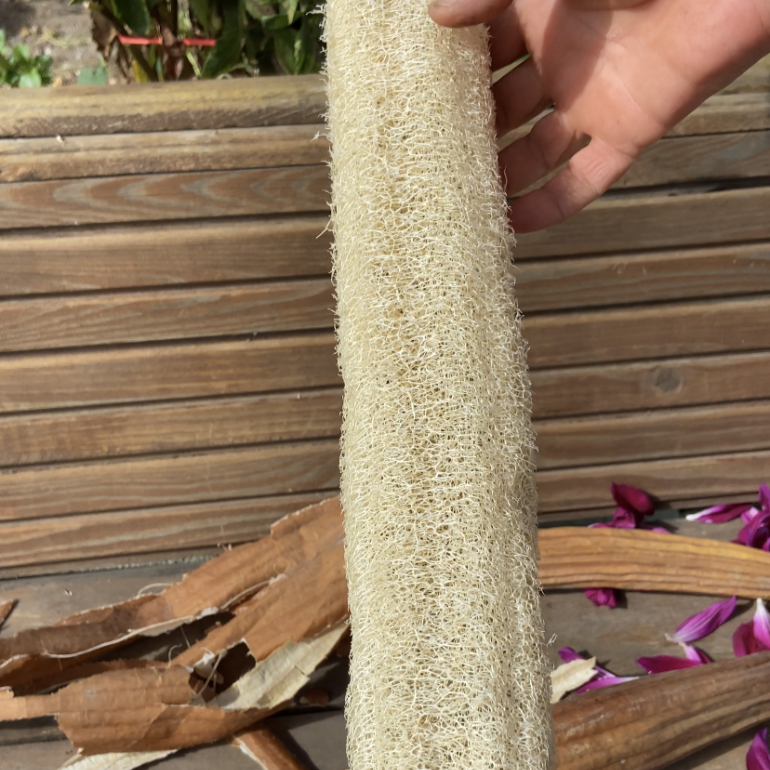 Bütün Lüf Kabağı