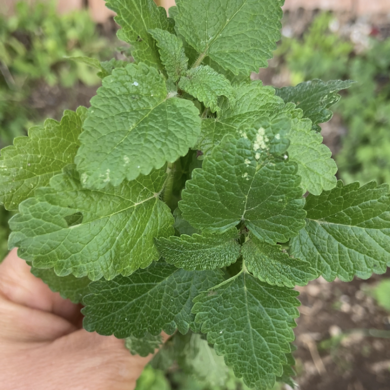 Limon Melisa Tohumu