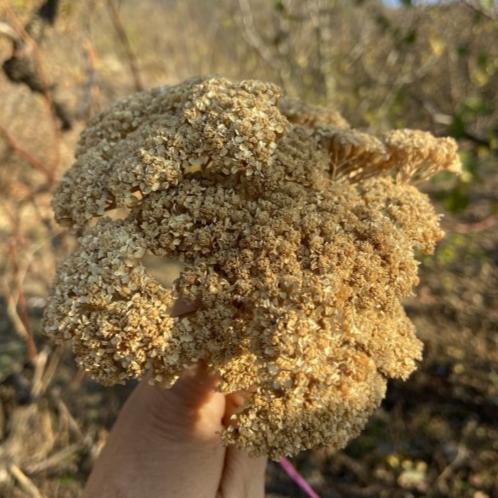 Civan Perçemi ( 1 Bağ )