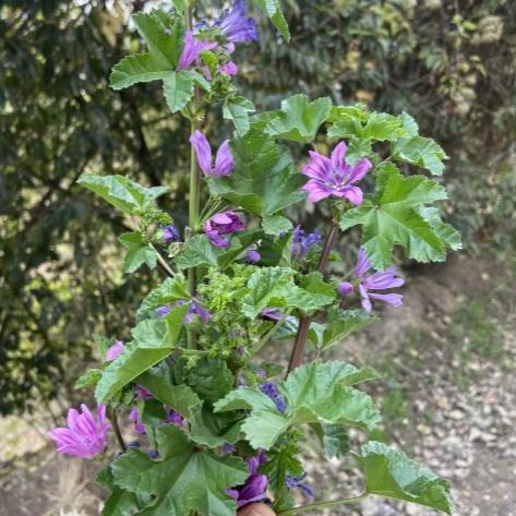 Ebegümeci Kurusu ( 50 Gram )