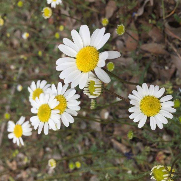 Tıbbi Papatya Kurusu ( 100 )