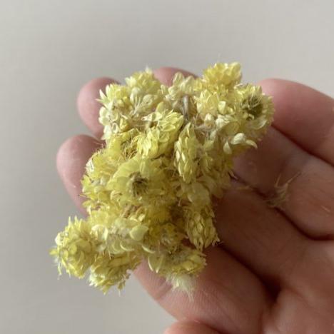 Altın Otu ( 100 Gram )