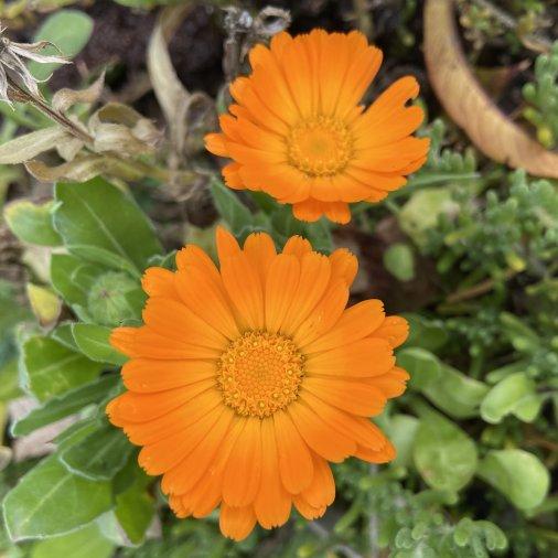 Aynı Sefa Kurusu Çayı ( 100 Gram )