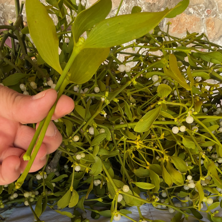 Ökse Otu ( 100 Gram )