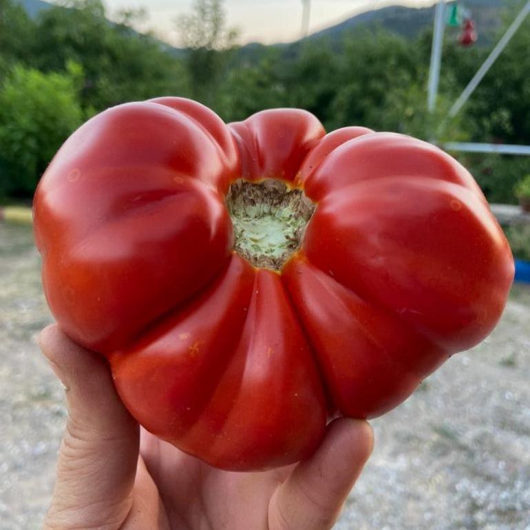 Kıvırcık Domates Tohumu