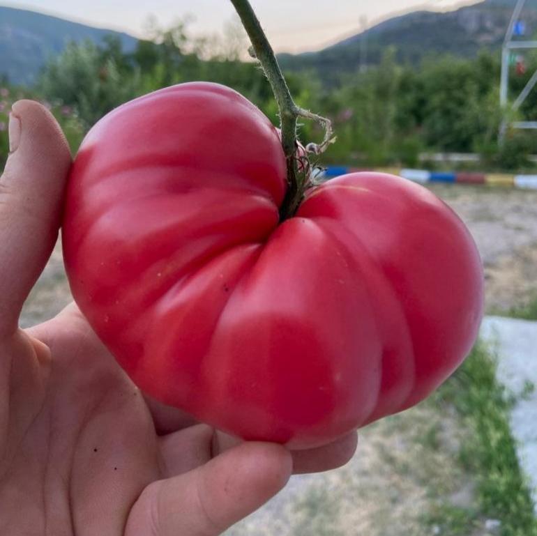 Pembe Domates Tohumu
