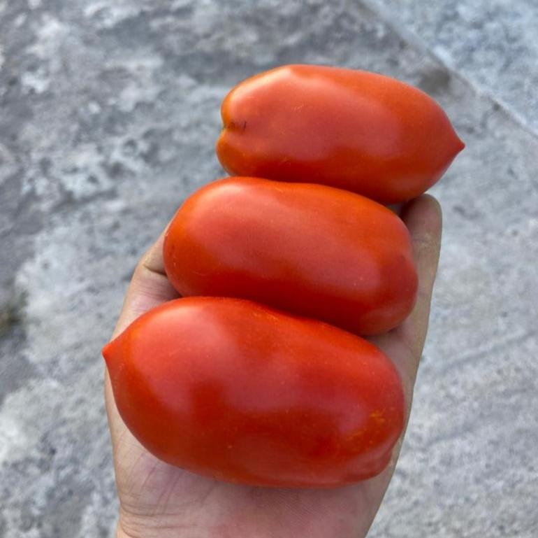 Armut Domates Tohumu