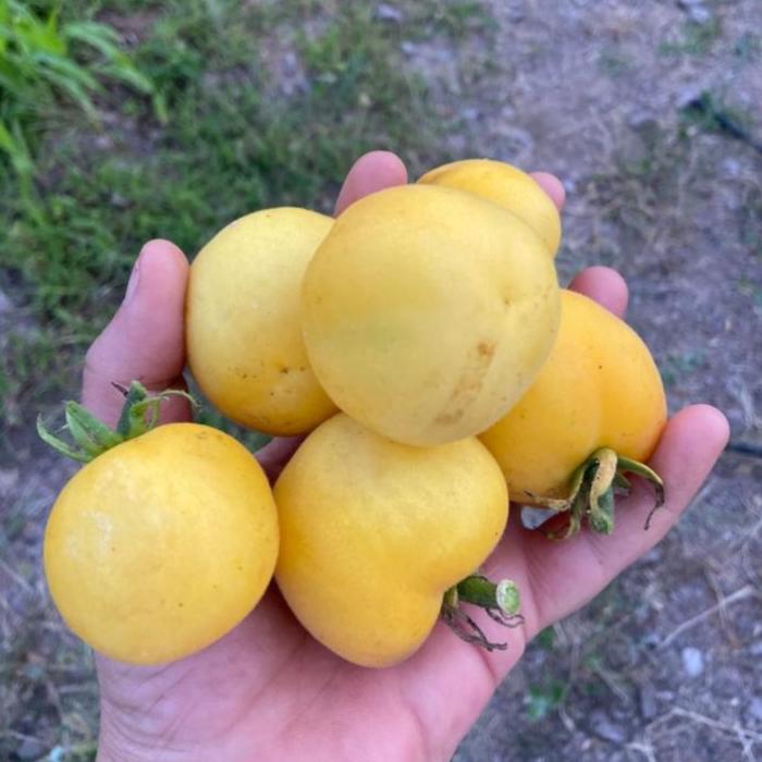 Garden Peach Domates Tohumu