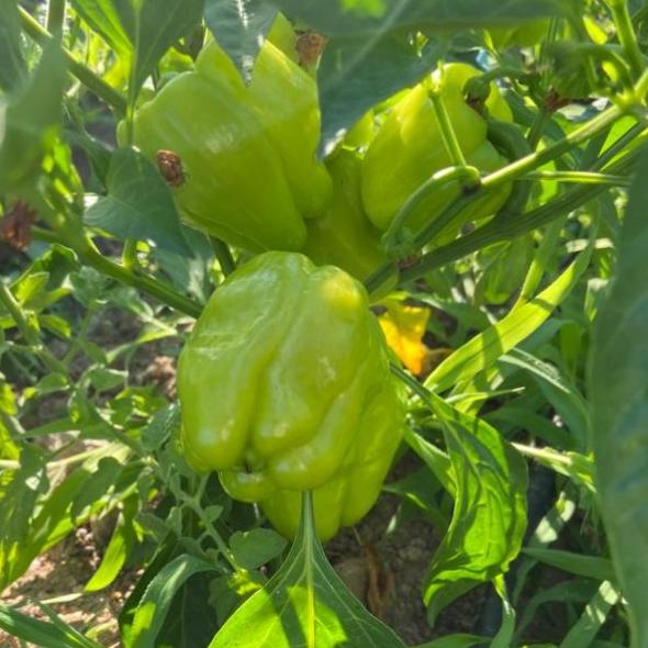 Dolma Biber Tohumu