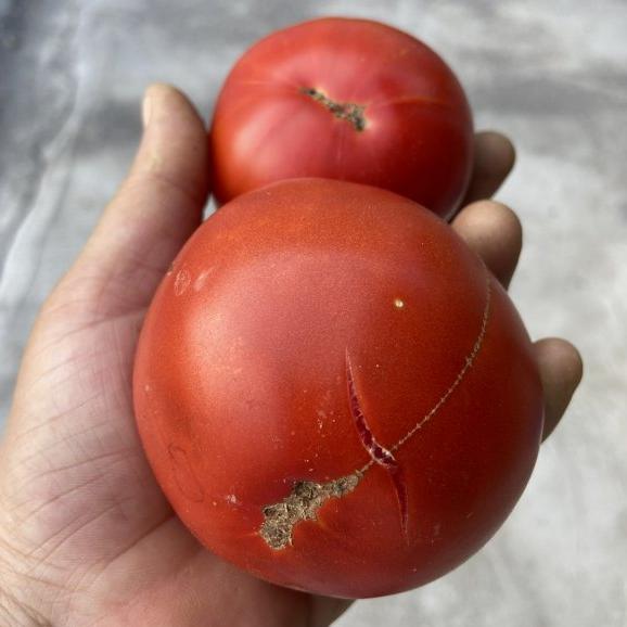 Sırık Domates Tohumu
