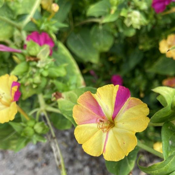 Akşam Sefası Çiçek Tohumu