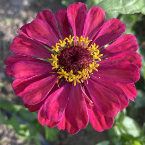 Zinnia Çiçek Tohumu