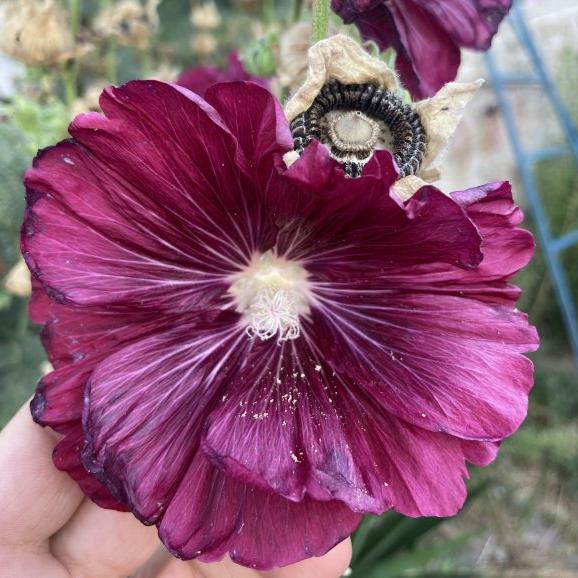 Gül Hatmi Çiçek Tohumu