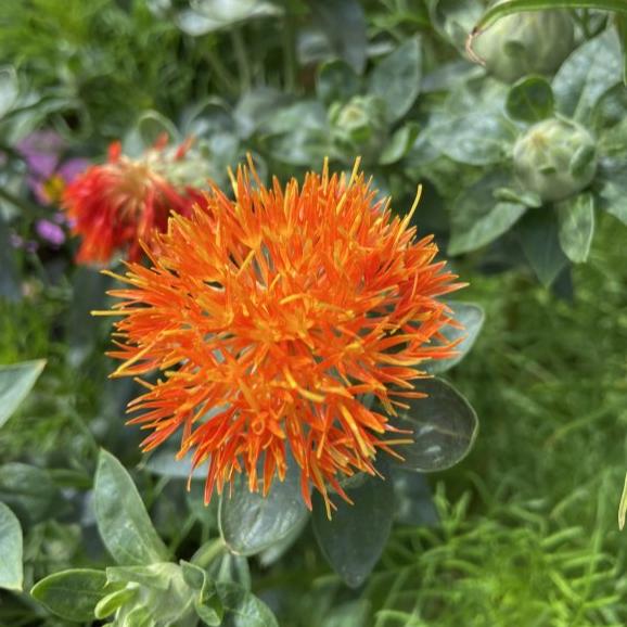 Aspir Çiçeği Tohumu