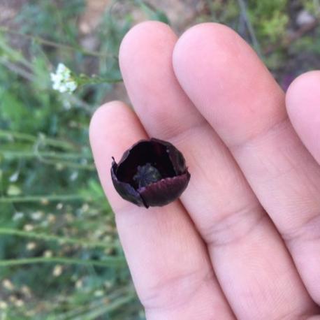 Siyah Gelincik Çiçeği Tohumu