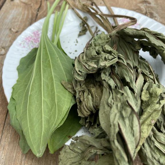 Damar Otu (Siğil Otu)