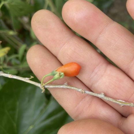 Goji Berry Kurt Üzümü Tohumu