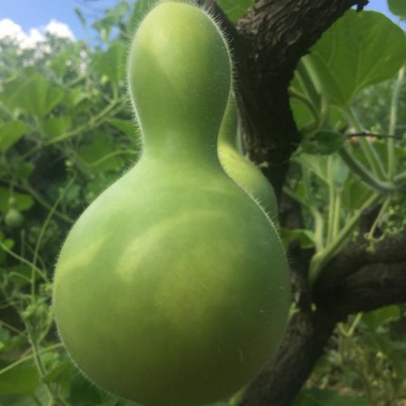 Su Kabağı Susak Tohumu