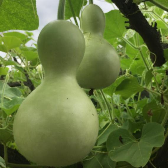 Su Kabağı Susak Tohumu