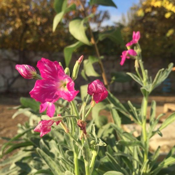 Pembe Şebboy Tohumu