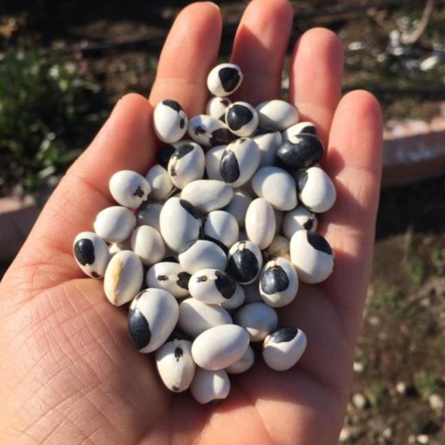 Ayşe Kadın Fasulye Tohumu