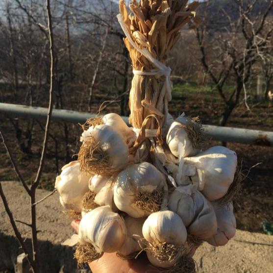 Sarımsak