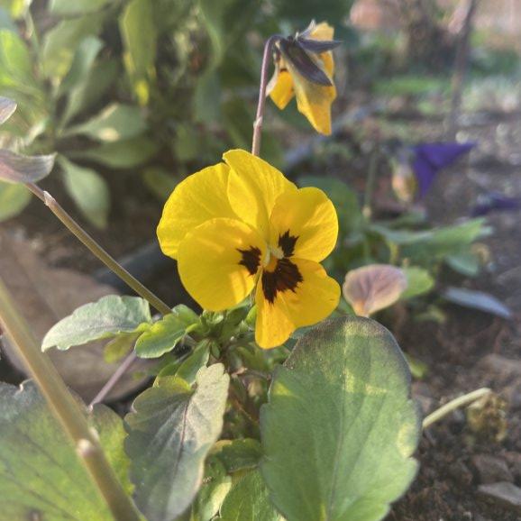 Hercai Çiçeği Tohumu