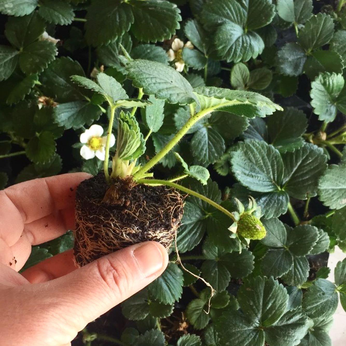 Tüplü Yediveren Albion Çilek Fidesi ( 90 Adet )