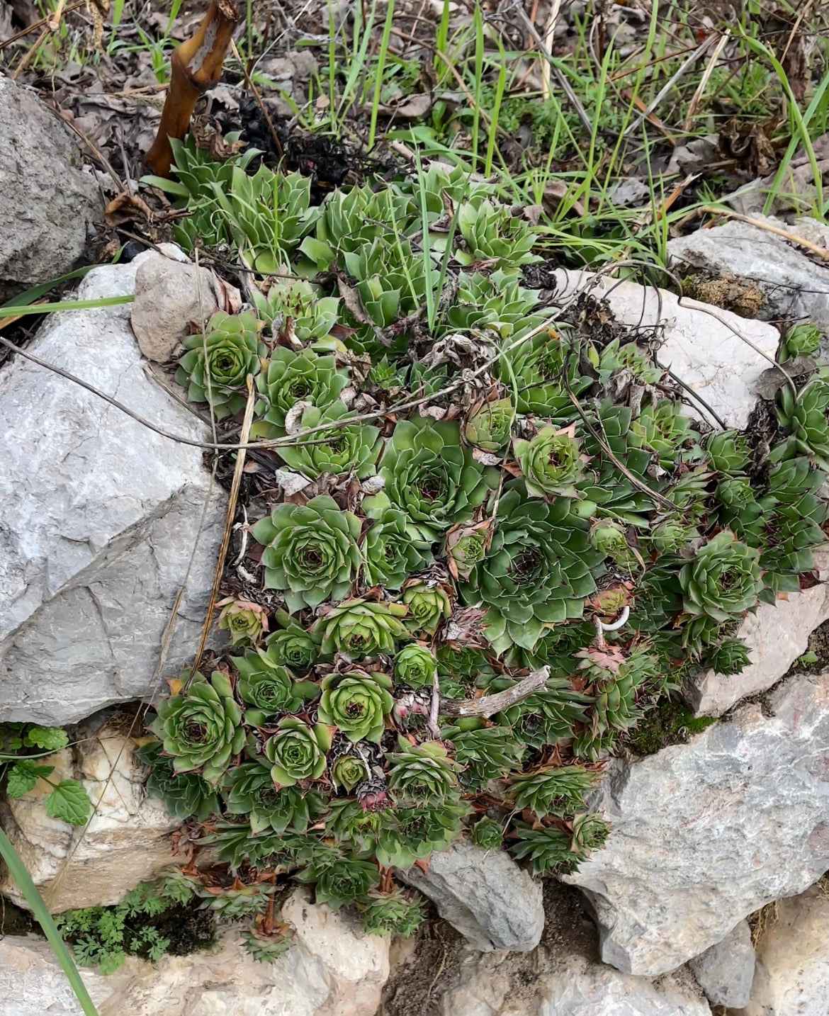 Echeveria sedum kulak otu
