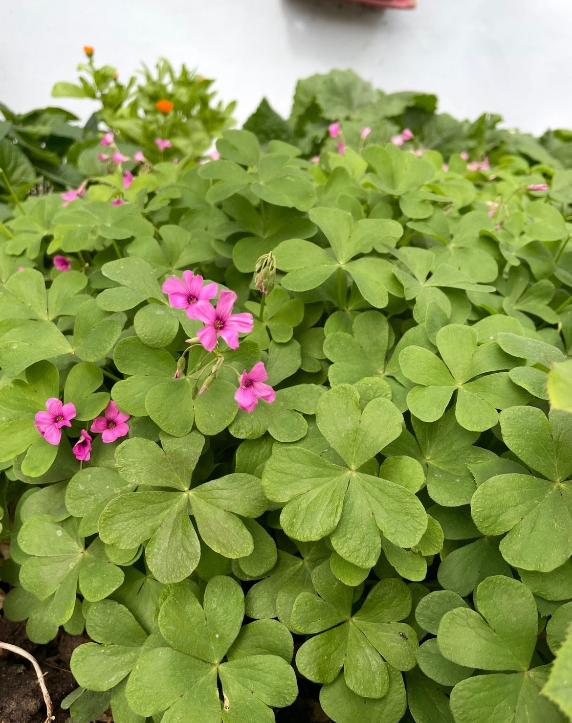 Pembe yonca soğanı uyku çiçeği