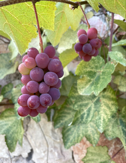 Kokulu üzüm sirkesi