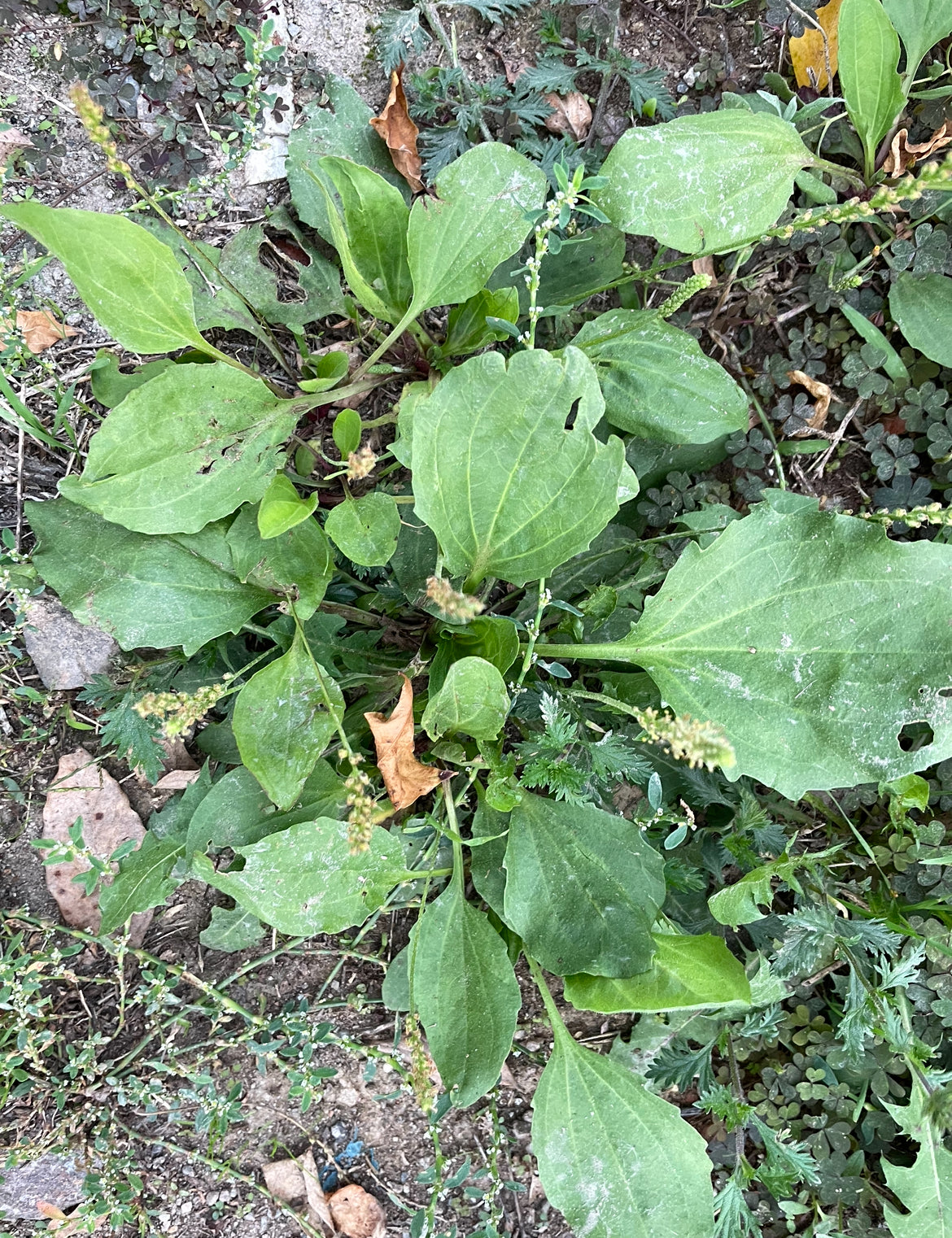 Damar otu çayı kurusu 100 gr