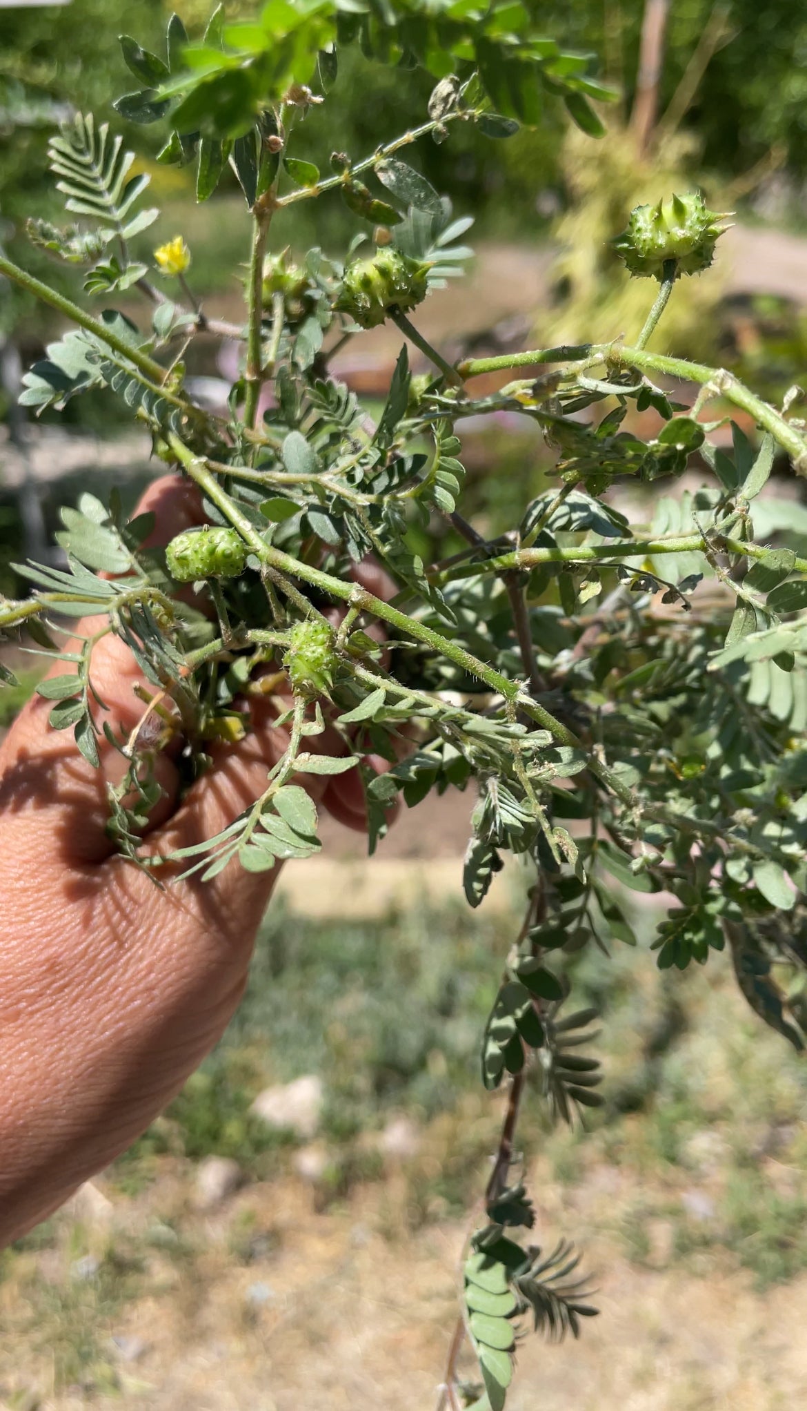 Deve çökerten çoban çökerten otu 100 gr