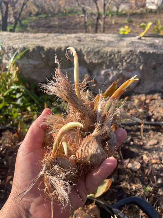 Safran soğanı 5 adet