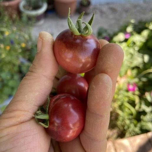 Rose Berry Domates Tohumu