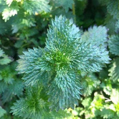 Isırgan Tohumu