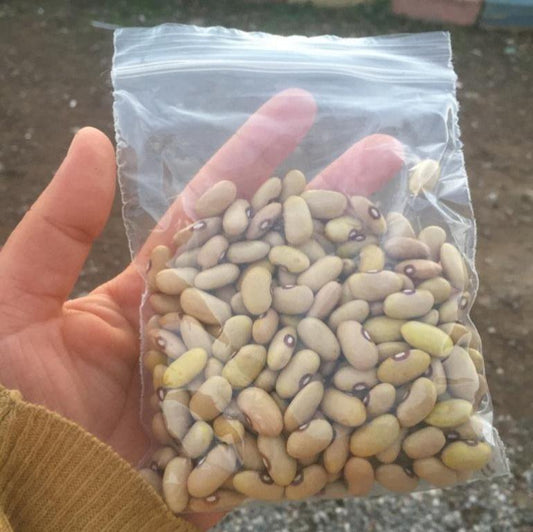 Sarı Kız Fasulye Tohumu